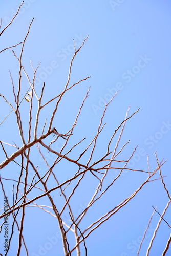 tree branches against blue sky