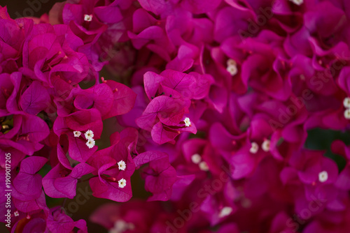 pink and purple flowers