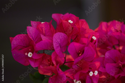 close up of pink flower