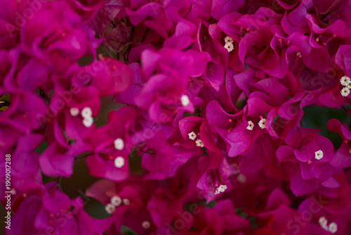 close up of pink flowers