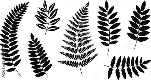 Botanical leaf silhouette collection, fern and tropical foliage branch set isolated on white background for nature design, logo branding and decorative elements