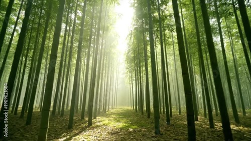 Tranquil Bamboo Forest with Sun Rays Illuminating a Pathway