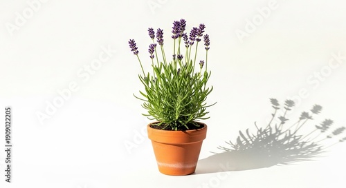 A potted lavender plant with purple flowers sits on a white surface casting a shadow