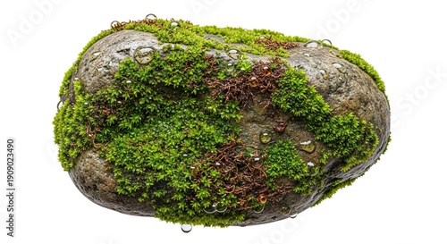 A round rock is covered in green moss and has small water droplets on its surface
