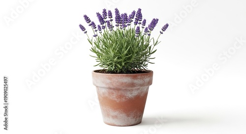 Potted lavender plant with purple flowers and green foliage on a white background casting a soft shadow