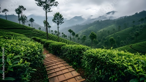 Scenic Wooden Path Through Lush Green Tea Plantations in Munnar Kerala with Misty Mountains and Cloudy Sky Background During Monsoon Season