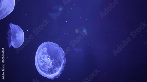 Tranquil Jellyfish Ballet: Underwater Serenity in Blue Depths, Aquarium Ambiance