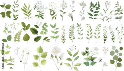 Delicate green leaves and white flowers arranged in a collection leaf plant floral