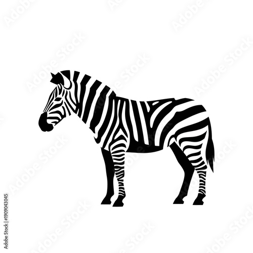 Black and White Zebra Standing Side View Isolated on White Background