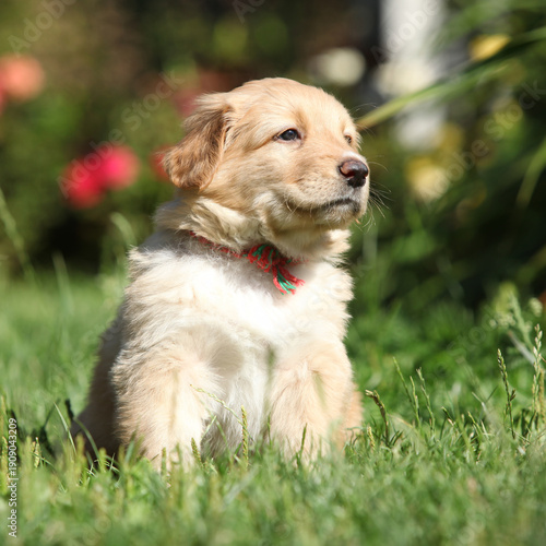 Amazing hovawart puppy in the garden alone, ni