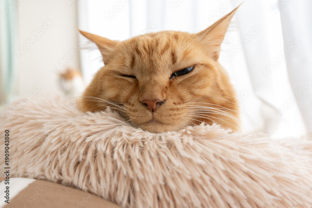 Obraz premium 窓辺でくつろぐ可愛い猫 茶トラ猫 