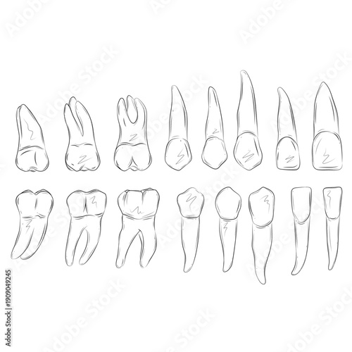 Collection of Teeth Illustrations – Dental Anatomy Artwork