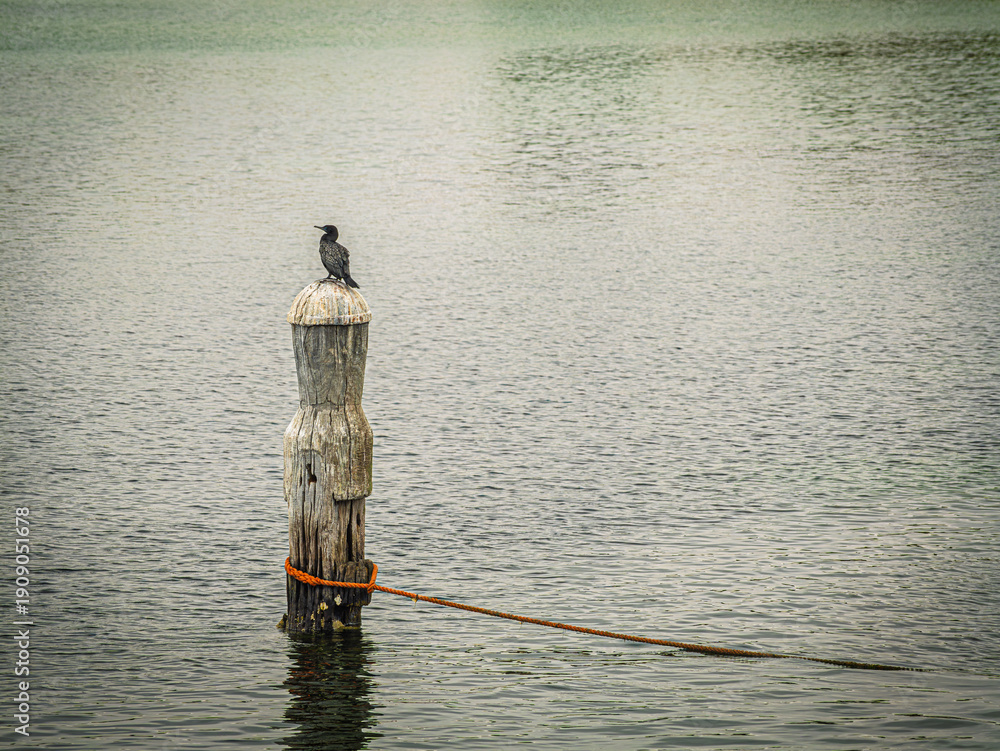Obraz premium Sooty Cormorant On Tethered Scruffy Bollard