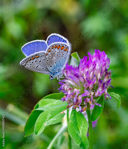 Canvastavla macro of a male polyommatus icarus butterfly on a medicago blossom