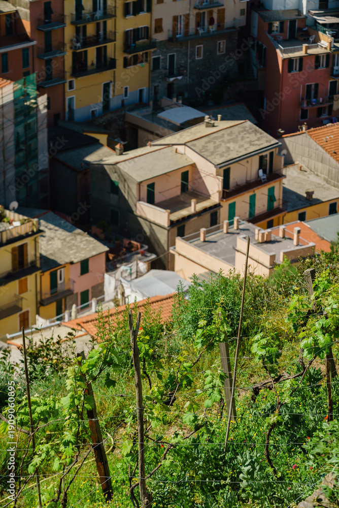 Fototapeta premium Vibrant vines grow on hillsides, framing cozy homes nestled in the picturesque village below