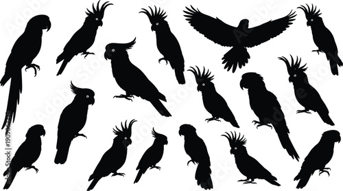 Cockatoo silhouette collection, set of exotic parrot black shapes, tropical bird icons, flying and perched cockatoos, wildlife nature vector elements, avian silhouettes, wildlife photography graphic.