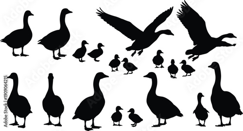 Duck and goose silhouette collection, set of waterfowl black shapes, flying and swimming bird icons, nature wildlife vector elements, farm poultry silhouettes, avian graphics.
