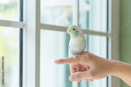 A Captive Forpus Parrotlet Sitting on a Human Finger by a Bright Window with Soft Natural Light