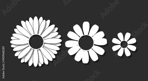 Three stylized white daisy-like flowers with elongated petals are presented in decreasing size against a solid dark gray background.