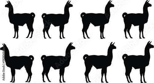 Llama silhouette collection, set of exotic alpaca black shapes, standing farm animal icons, wildlife nature vector elements, mountain creature silhouettes, woolly mammal graphics.