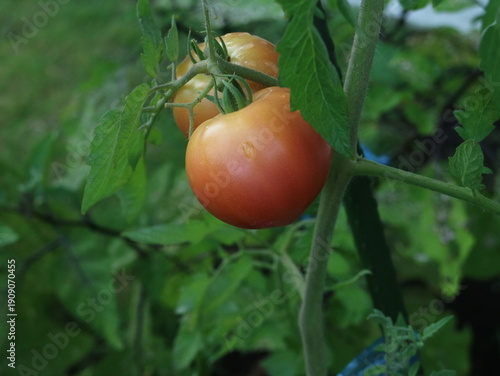 Εκτύπωση καμβά Ripe tomato natural cultivation fresh vegetable food image