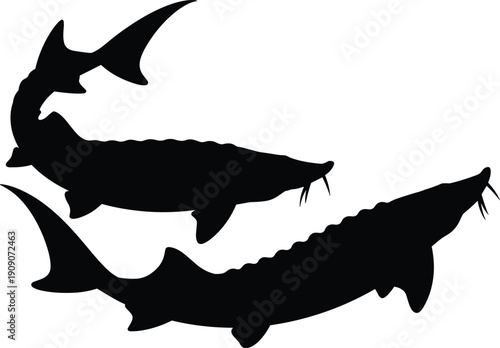 Black silhouettes of sturgeon fish in different swimming positions, ideal for aquatic biology, wildlife conservation, fishing icons, and educational stock illustrations.