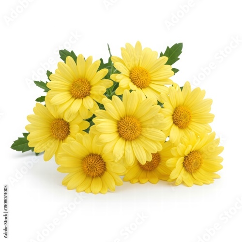 Golden Blooms in Full View: A vibrant cluster of radiant yellow chrysanthemums, capturing the essence of floral elegance and nature's cheerful spirit.