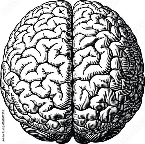 Human brain anatomical illustration, detailed gyri sulci, cerebral hemispheres, medical drawing, scientific study, cognition, neurology, psychology, education, research design
