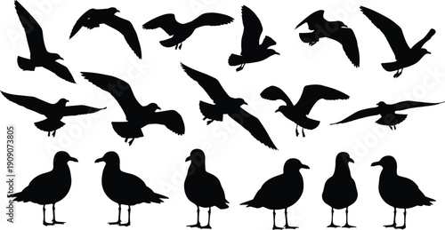 Seagull silhouette collection, set of coastal marine bird icons, flying and standing ocean gulls, nature wildlife vector elements, aquatic bird shapes, seaside beach graphics.
