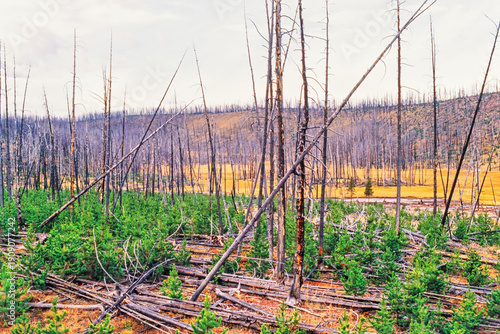 View at a forest landscape after a forest fire