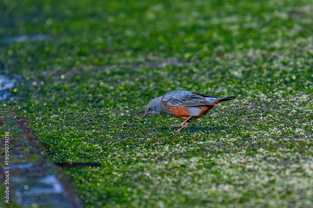 Obraz premium イソヒヨドリ