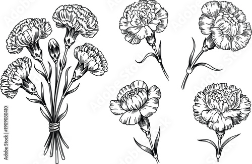 Vintage hand drawn carnation flower vector set, elegant black and white botanical bouquet for floral design