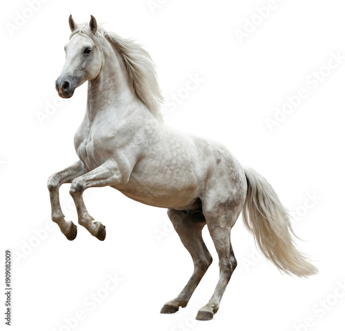 Tableau sur toile magnificent white horse reared up proudly against a dark background, showcasing