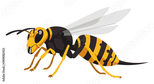 Close-up of a yellow and black wasp with transparent wings, isolated on white background