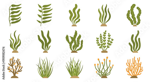 Collection of Underwater Seaweed and Coral Illustrations