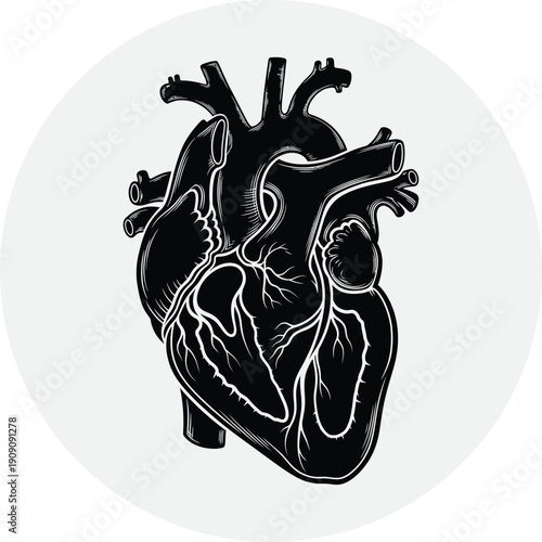 Anatomical illustration of a human heart