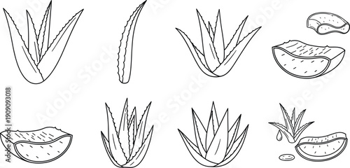 Hand drawn aloe vera plant and sliced leaf line art vector set with botanical sketch style isolated on white background for herbal skincare designs