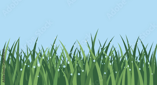Fresh Green Grass with Dew Drops Under Blue Sky - Nature Background