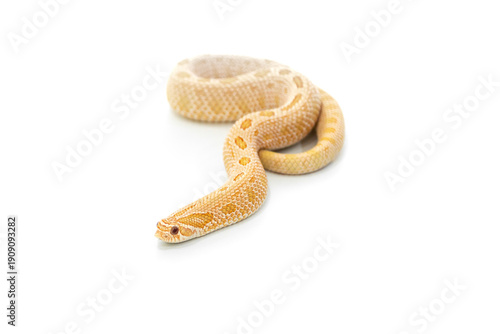 Arctic Albino Anaconda Hognose Snake Isolated on White Background