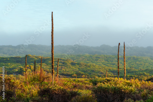 Grass trees rising above Australian heathland