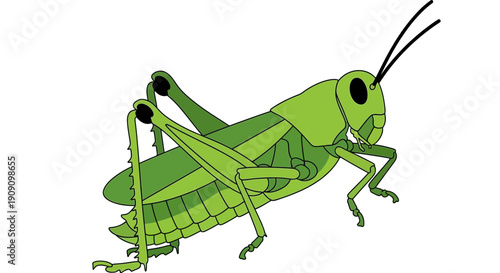 Green Grasshopper Insect Illustration, Close-up, White Background, Pest Control
