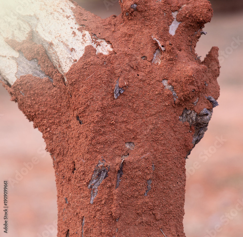 Termites build nests in the soil to feed on dead trees.