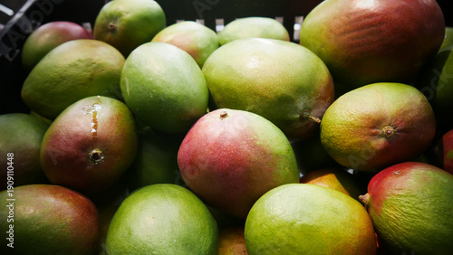Obraz na plátne Close-up of many fresh green-red mangos in a market box