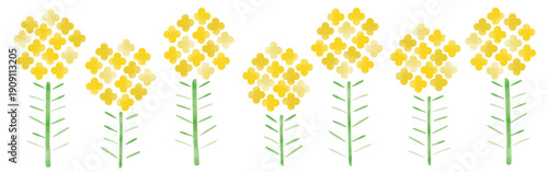 春告げ_菜の花,菜花,浅黄色｜rapeseed flower