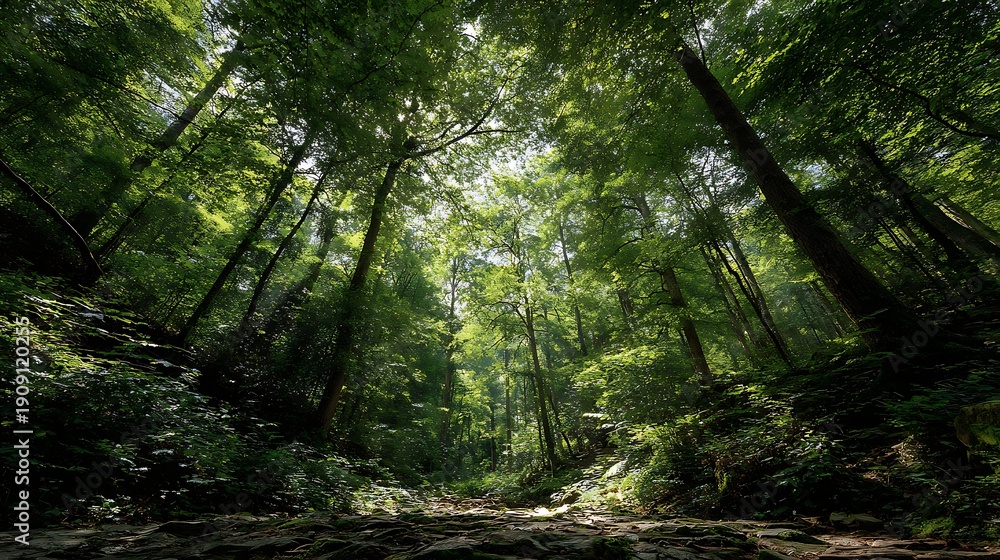 Obraz premium Sun-drenched Green Forest Archway / 日差しが降り注ぐ緑の森のアーチ