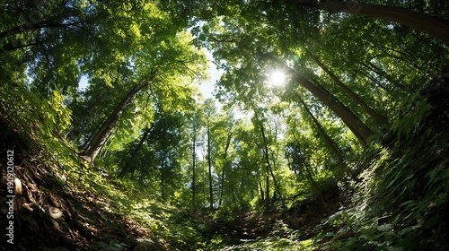 Stunning View Upwards into a Green Canopy / 見上げるような美しい緑の天蓋