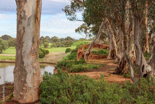 Bilde på lerret eucalyptus trees on the banks of the werribee river
