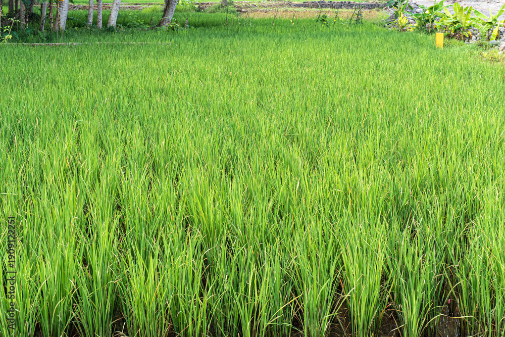 Fototapeta premium Lush green young rice plants cover a vast agricultural field, creating a vibrant natural landscape representing farming, growth, and sustainability in rural Asia
