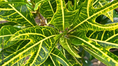 Top view of colorful croton plant leaves with yellow and green variegated patterns.
