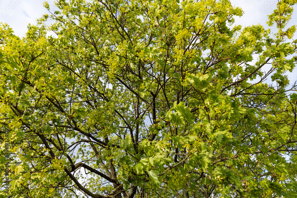 Obraz premium the first green foliage on maple trees in the spring season during the flowering , a large number of green foliage and green flowers on the branches of the tree in warm spring weather